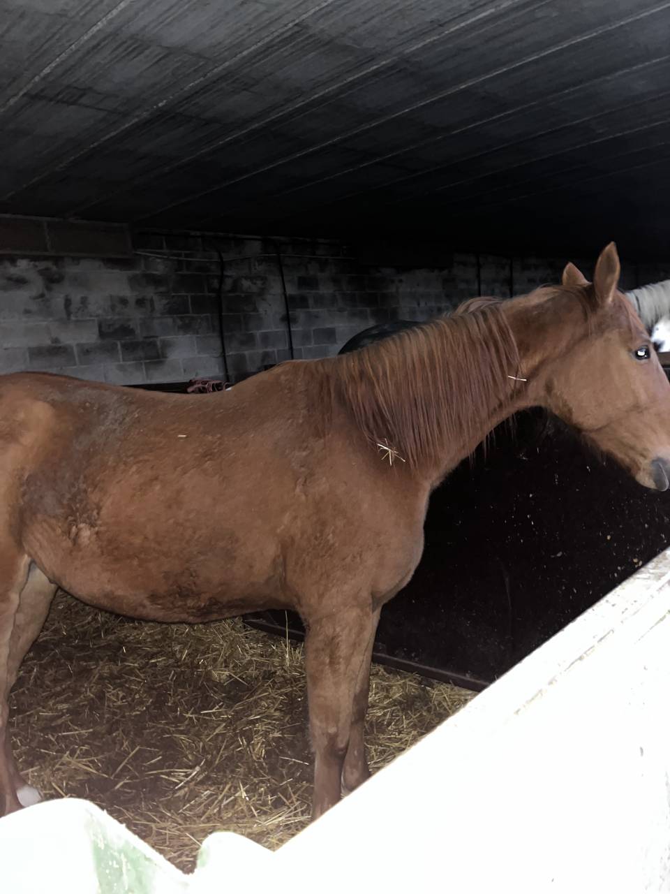 Trotteur francais hongre de 6 ans