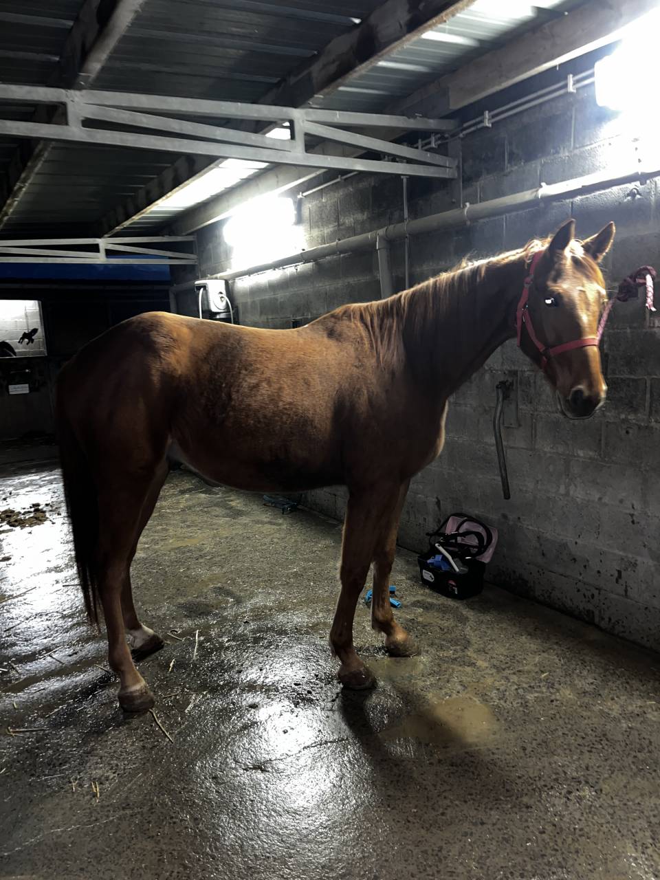 Trotteur francais hongre de 6 ans