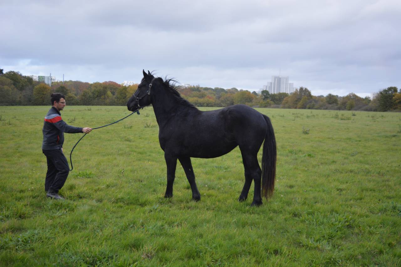 Jument 3 ans, idéale loisirs & Poney Club 