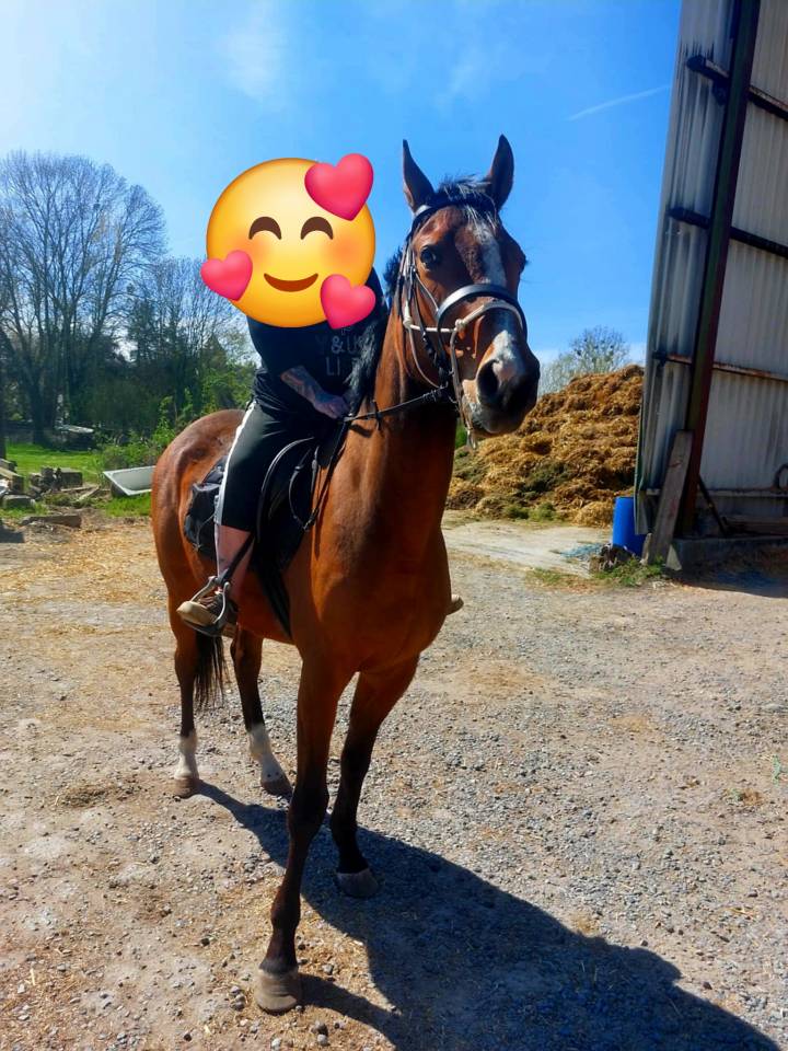 Pur sang anglo arabe 5 ans  