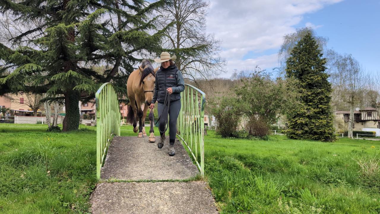 OLIVIO ANGOSTURA, superbe hongre PRE isabelle de 4 ans