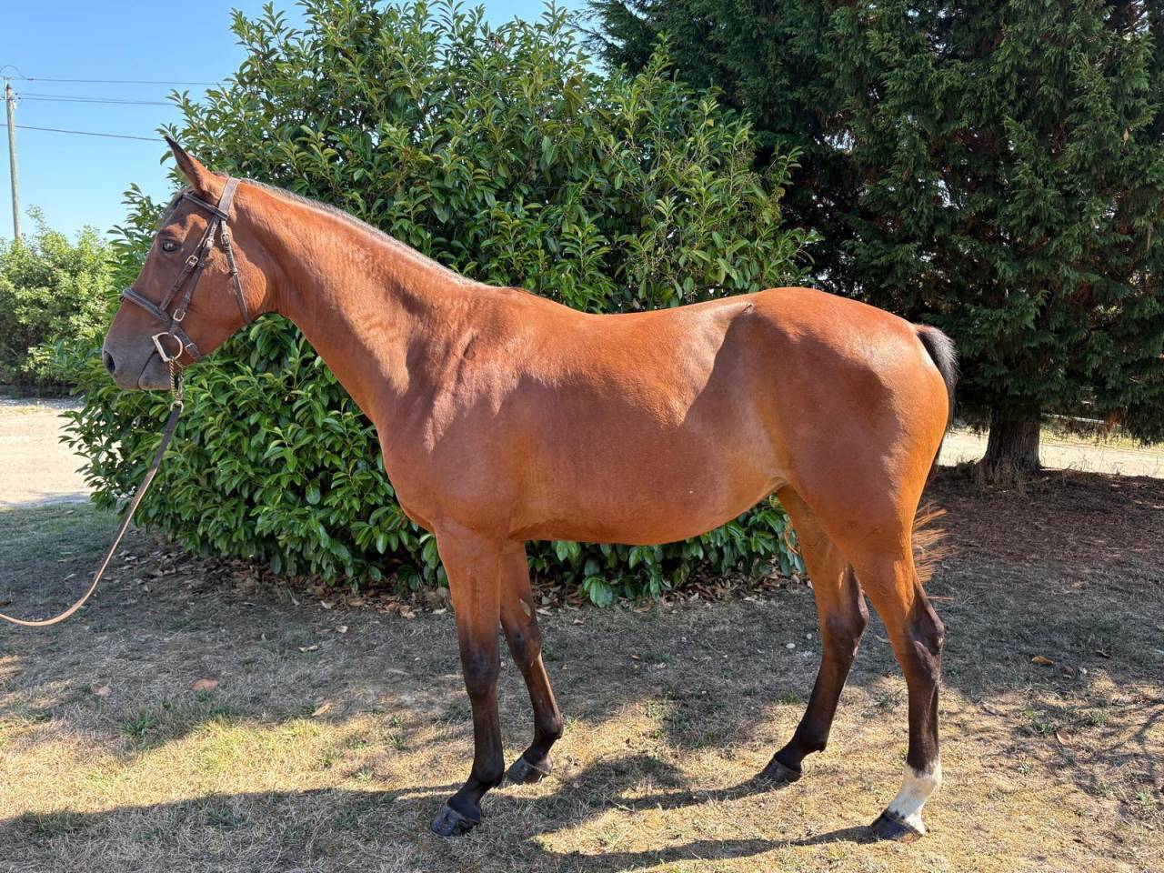 Jument plein papier SF 