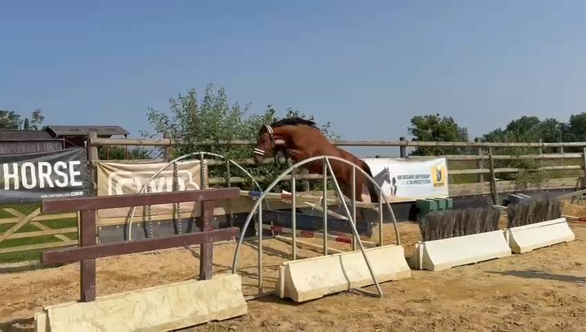 Jument plein papier SF 