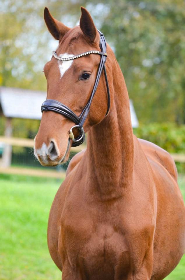 Superbe hongre DSP de 3 ans ½ (1m68)
