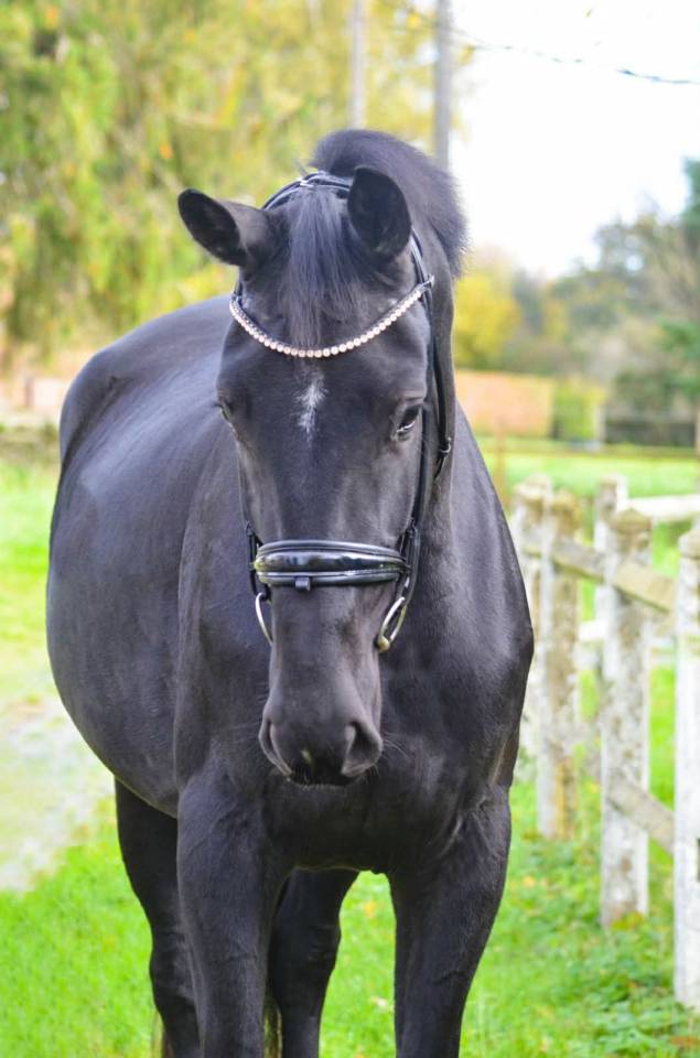 Magnifique jument Oldenbourg noire de 3 ans et demi