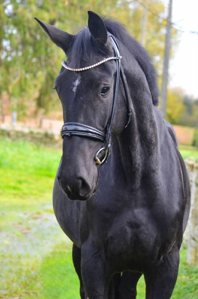 Magnifique jument Oldenbourg noire de 3 ans et demi