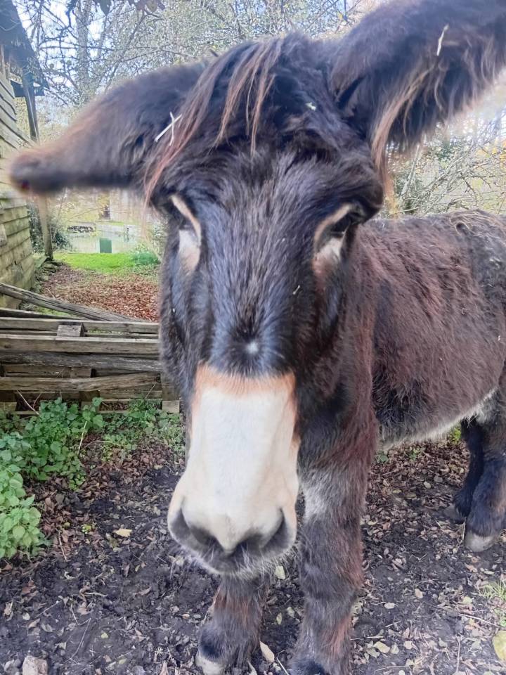 Baudet du Poitou livre B