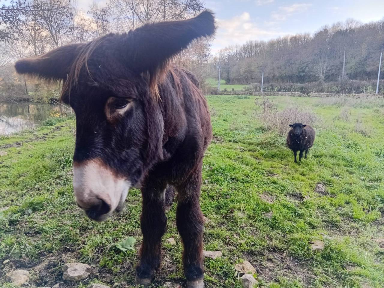 Baudet du Poitou livre B