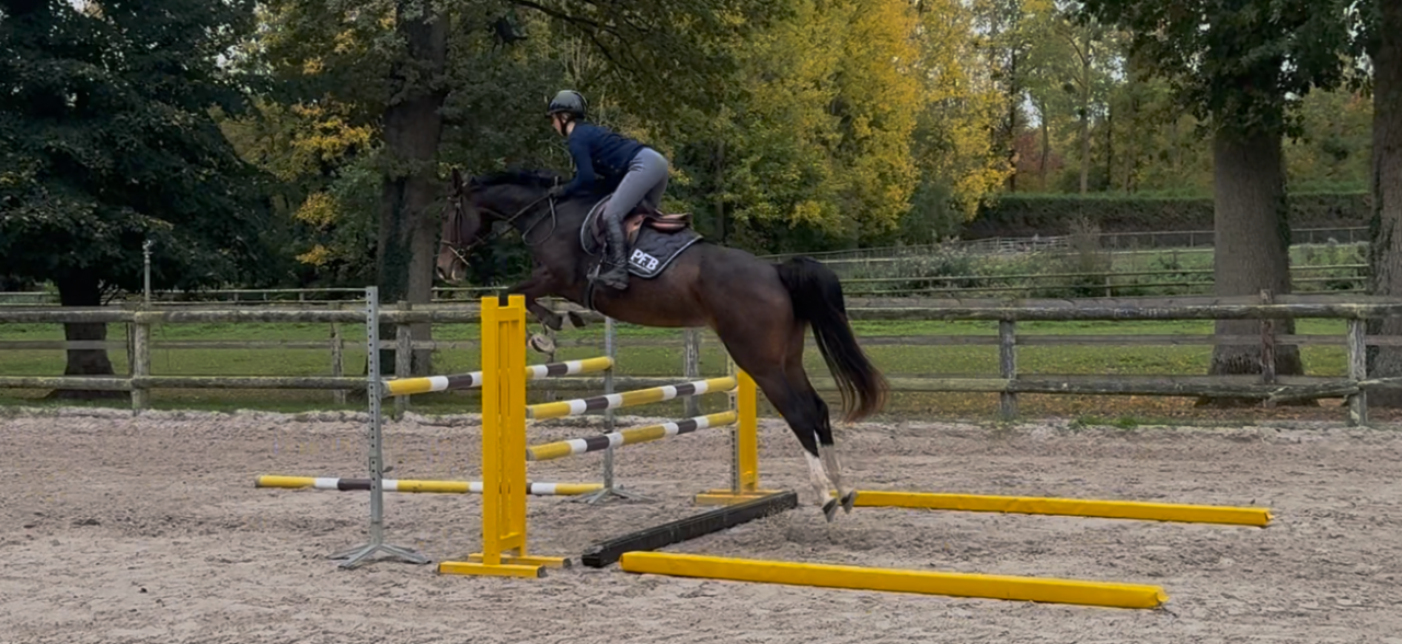 3 ans femelle Grandorado X Allegreto