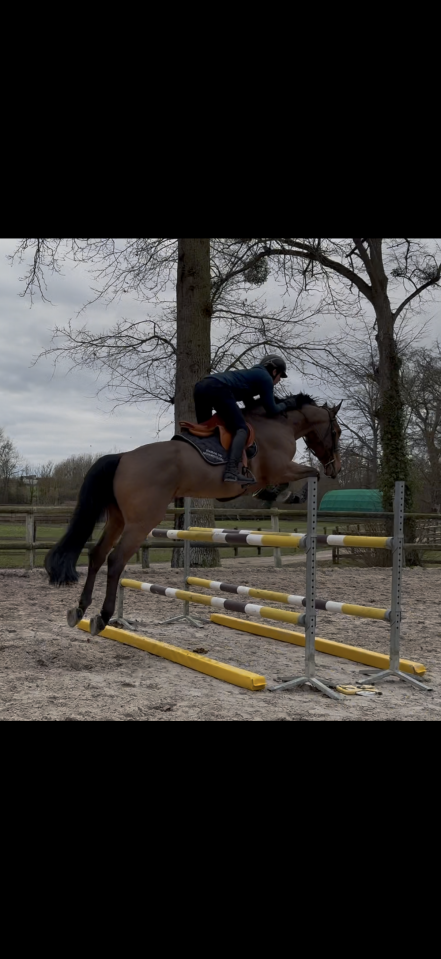 Magnifique 8 ans fr&egrave;re de Vagabond de la Pomme