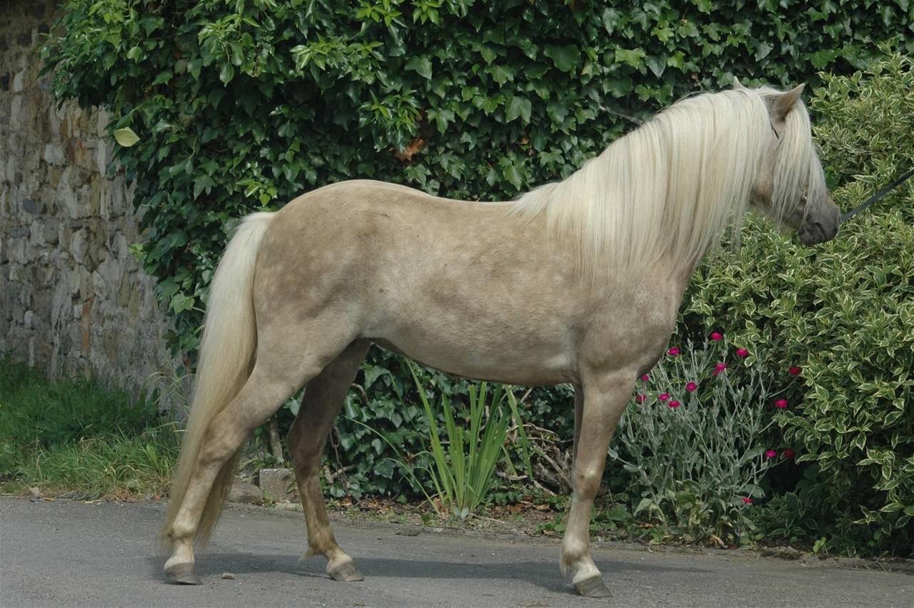 Poney à vendre