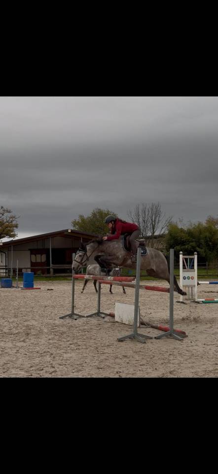 Hongre OC inscriptible new forest 