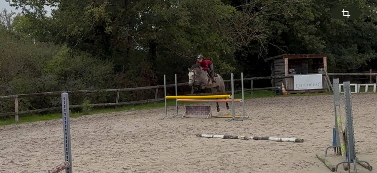 Hongre OC inscriptible new forest 