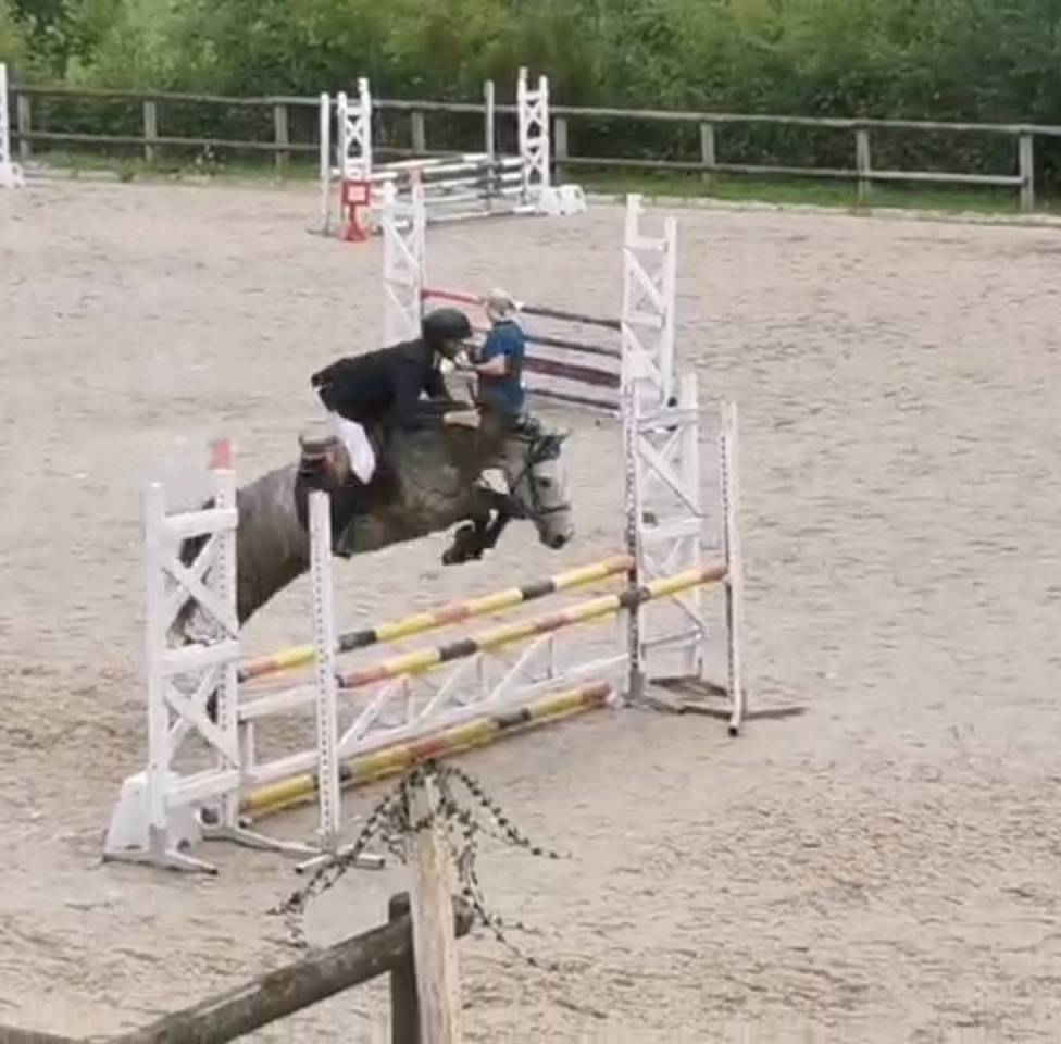 Hongre OC inscriptible new forest 