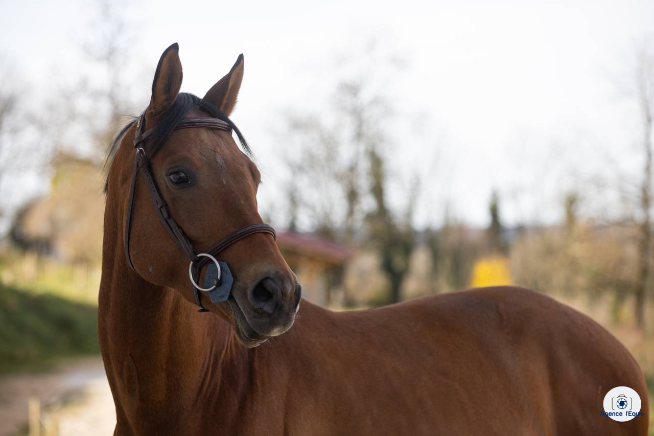 Mâle Oldenbourg 4 ans 