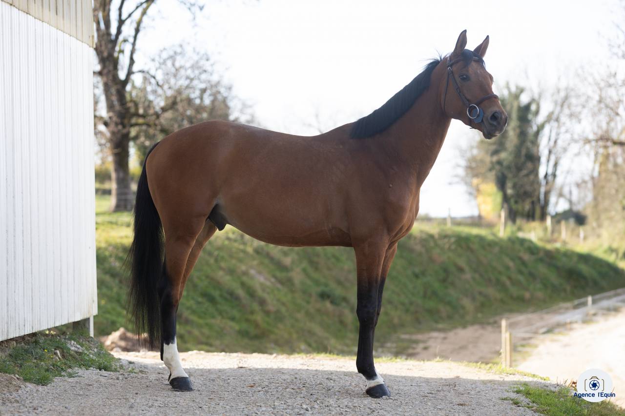 Mâle Oldenbourg 4 ans 