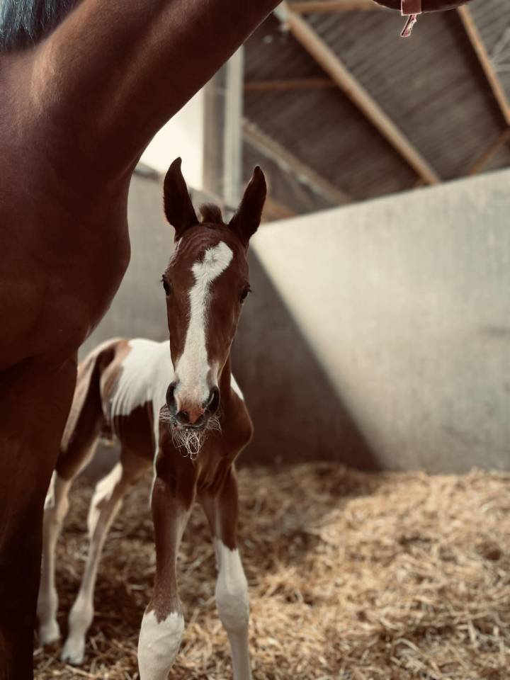 ✨ Disponible &ndash; Tip-Top de Lady J 2025 ✨