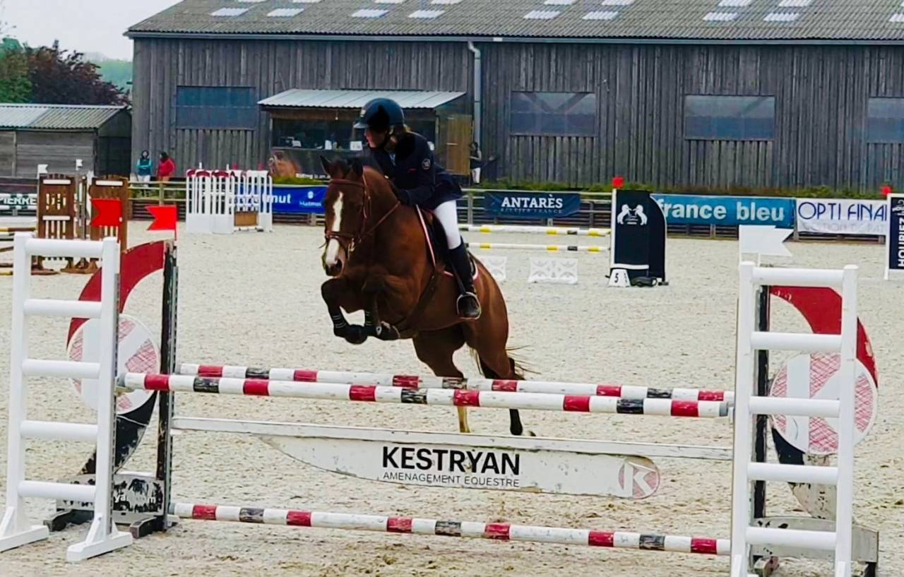 A VENDRE Jument selle Français 15 ans 