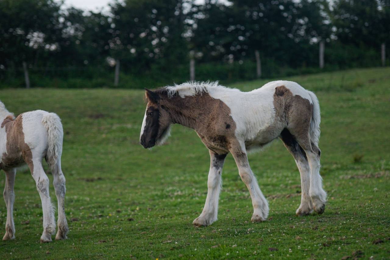 Pouliche Irish Cob PP grande taille, top caractère