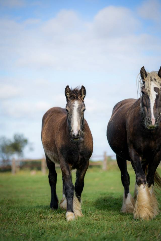 Pouliche Irish Cob PP Isabelle sooty Top caractère