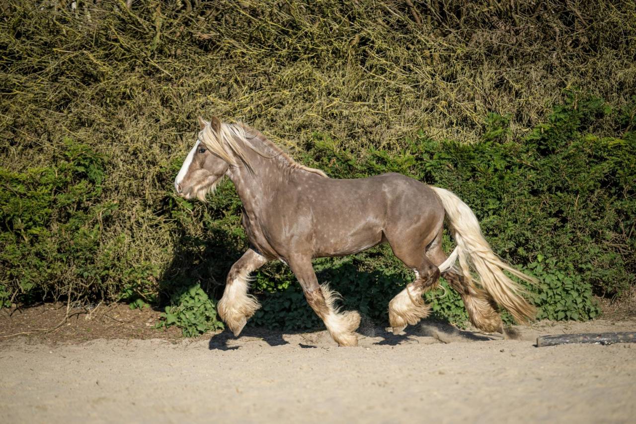 Saillie étalon Irish Cob PP Homozygote silver