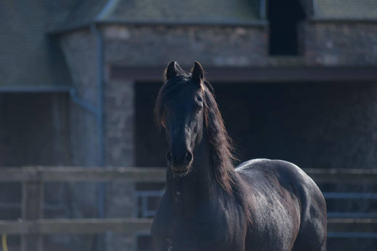 Saillie étalon Arabo-Frison PP. Superbe physique