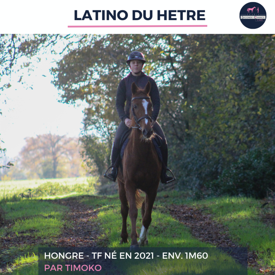 LATINO DU HETRE - TF - 4 ANS