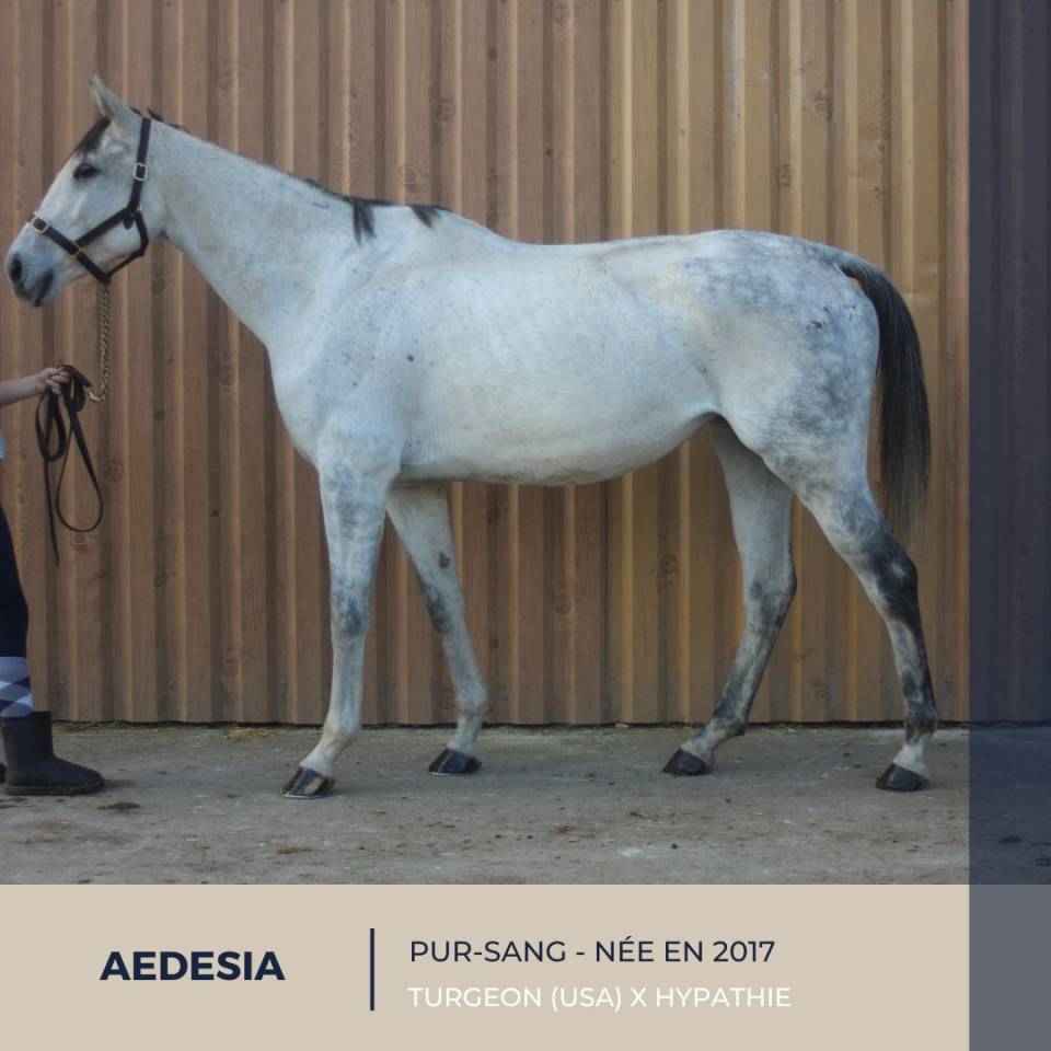 AEDESIA - PS - 8 ANS