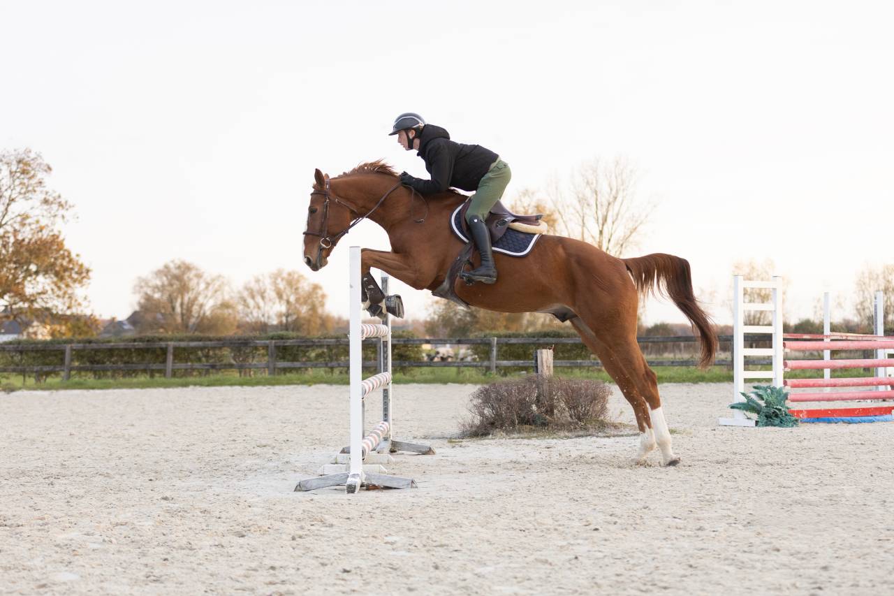 Quido hongre parfait pour amateur 