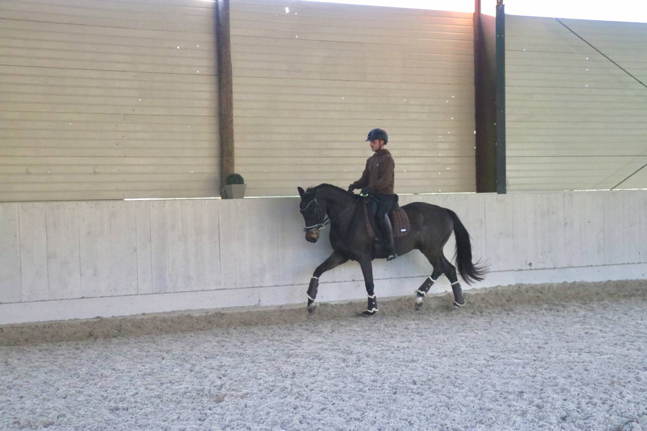 Talentueux hongre oldenbourg 