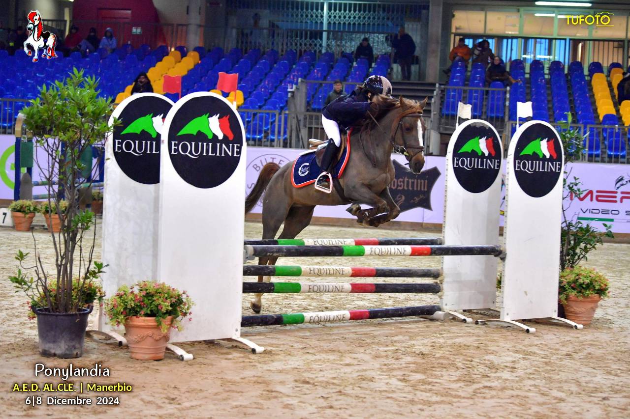 Jument Autre Race de Poney A vendre 2009 Alezan brulé