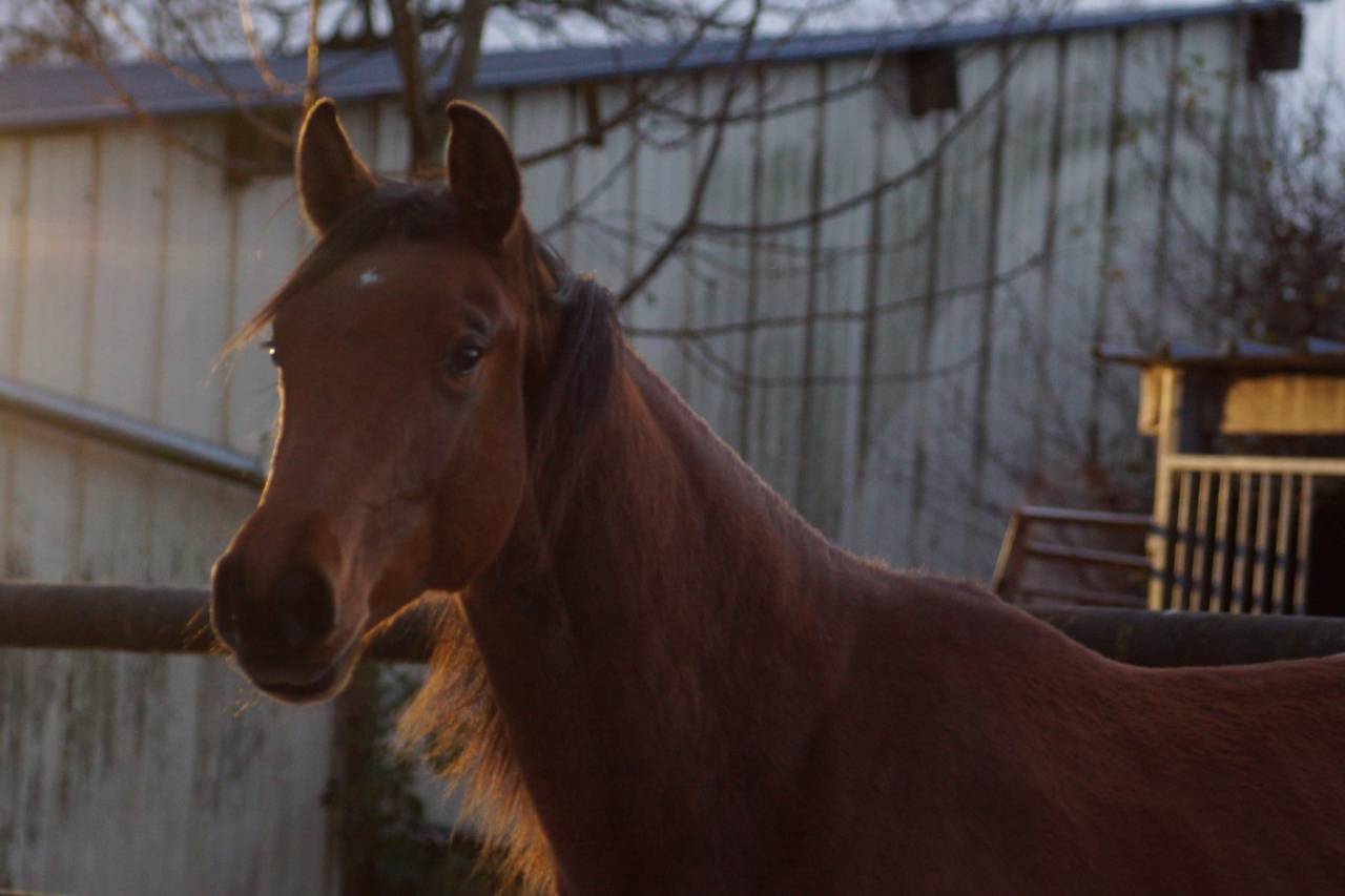 Jument Selle Français par Cooper- Diamant 