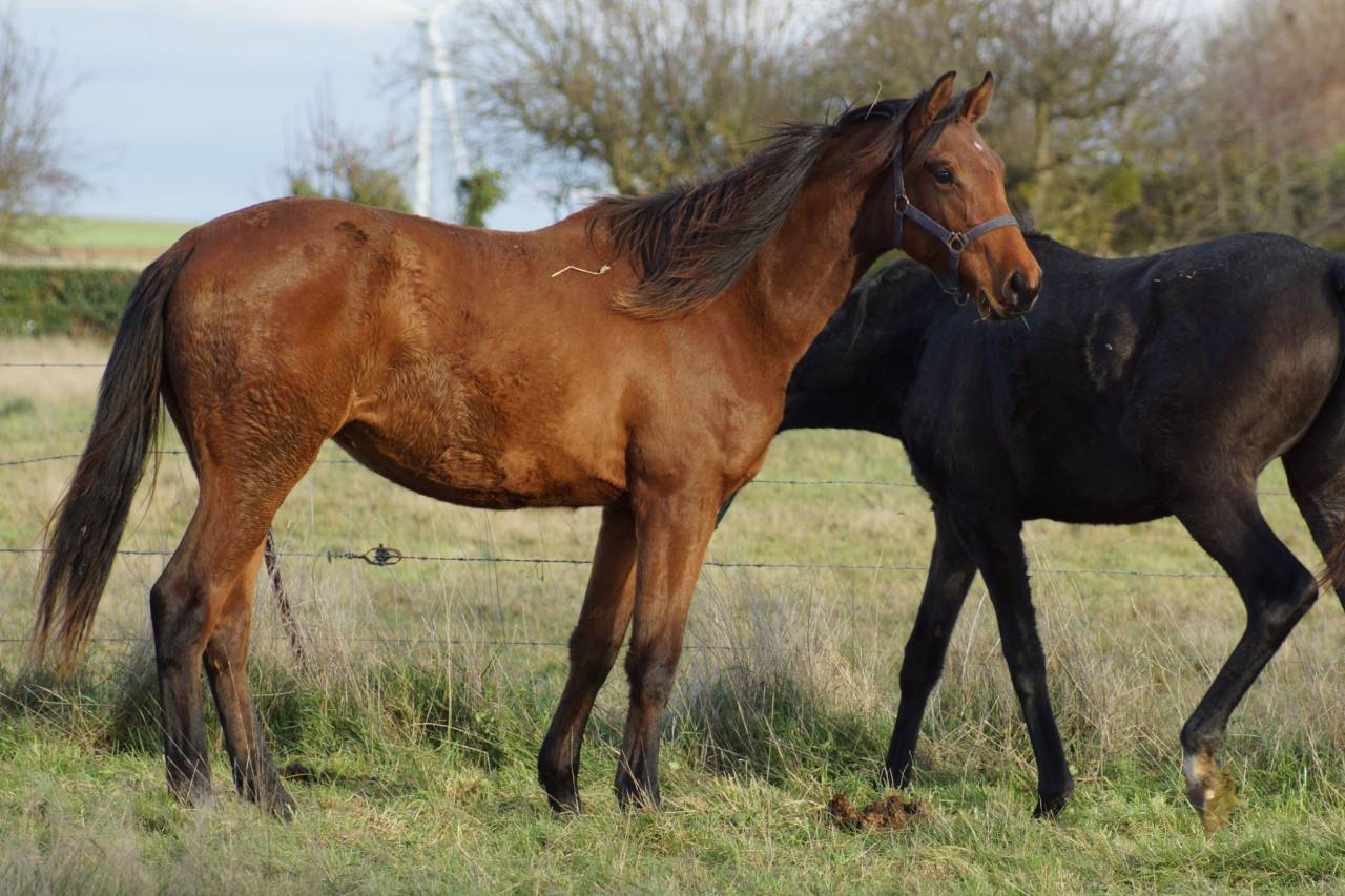 Jument Selle Français par Cooper- Diamant 