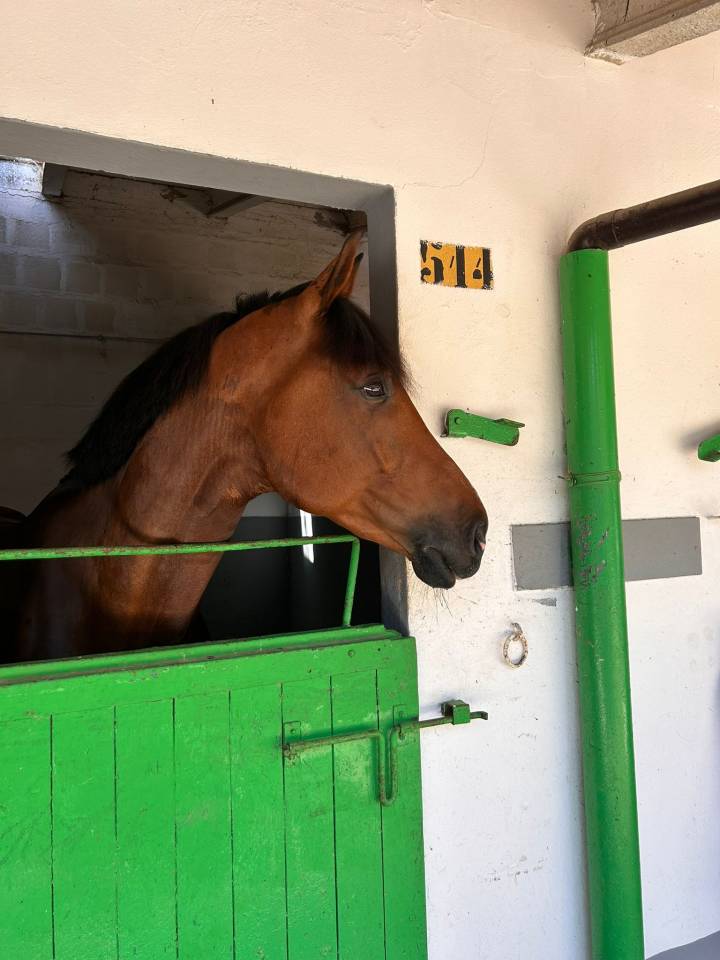 Hongre sBs Cheval de Sport Belge A vendre 2019 Bai par Heraldik Sitte