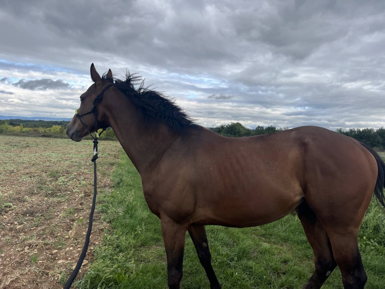  Pur-sang de 6 ans à remettre tranquillement au travail