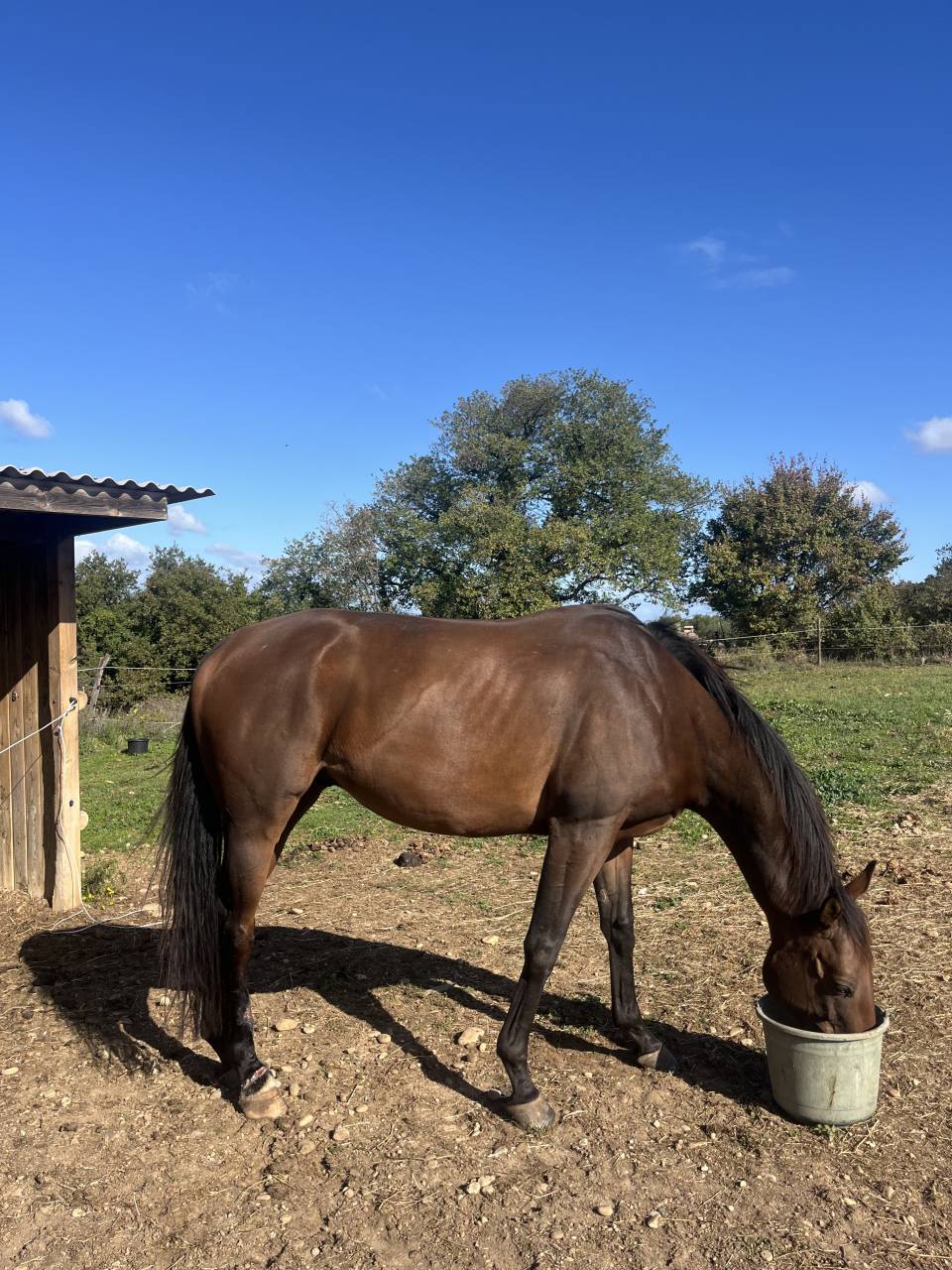  Pur-sang de 6 ans à remettre tranquillement au travail