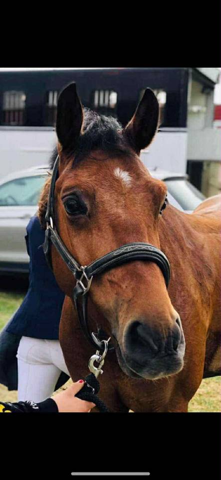 Poney sport à vendre 