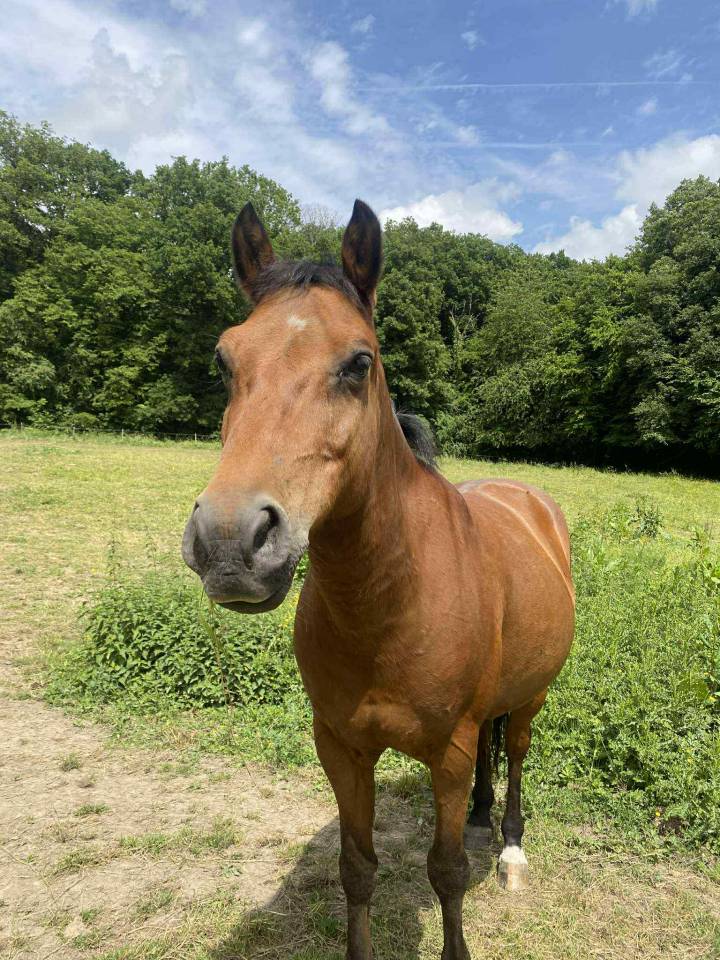 Poney sport à vendre 