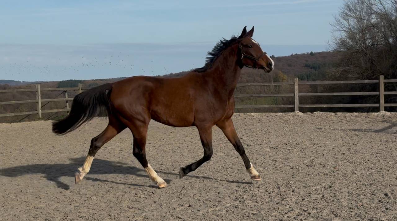 Super cheval prometteur de confiance 