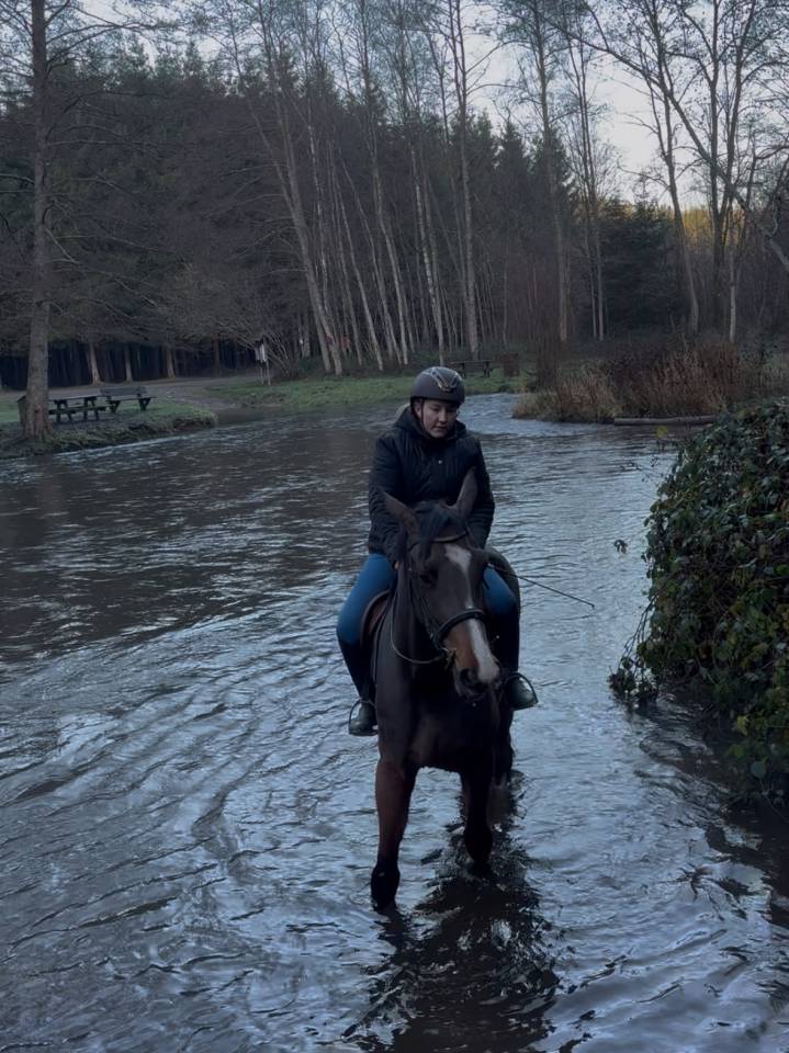 Super cheval prometteur de confiance 