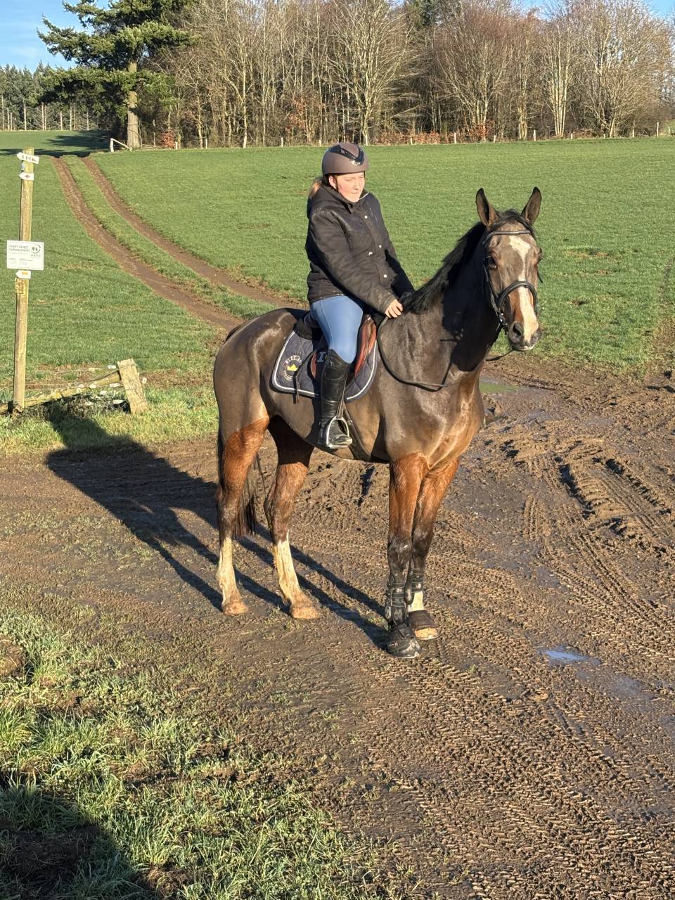 Super cheval prometteur de confiance 