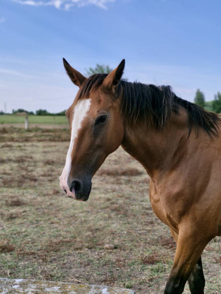 Poulinière pleine de Candy de Nantuel