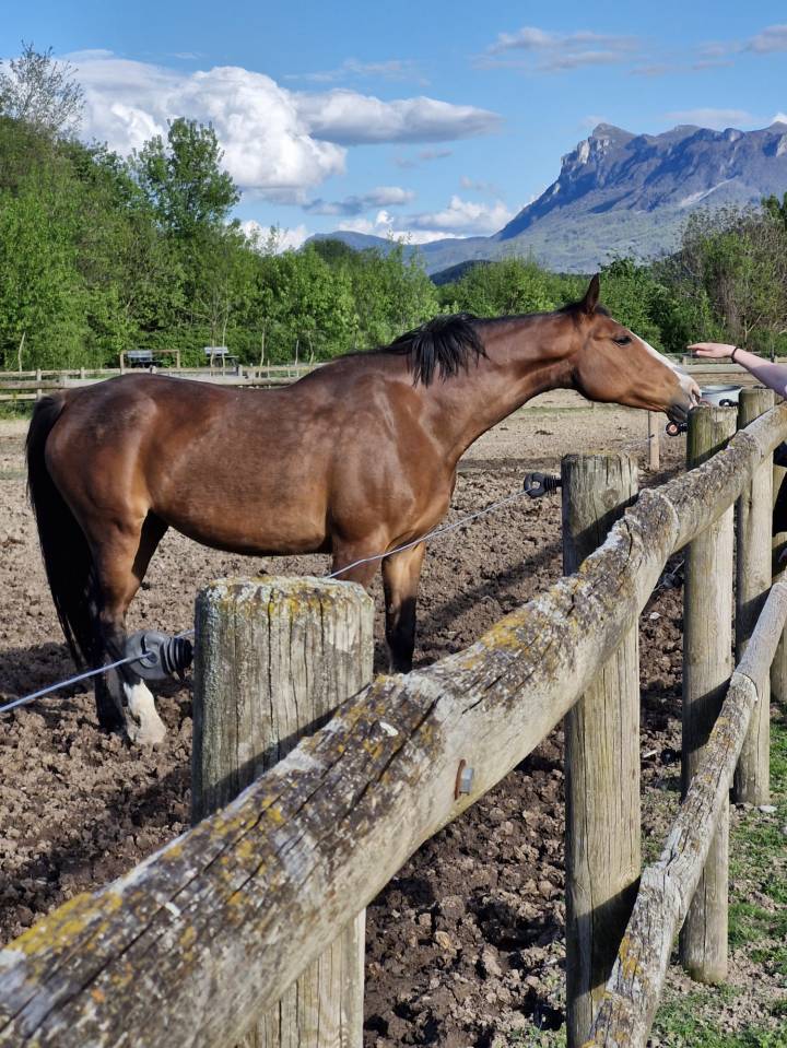 Poulinière pleine de Candy de Nantuel
