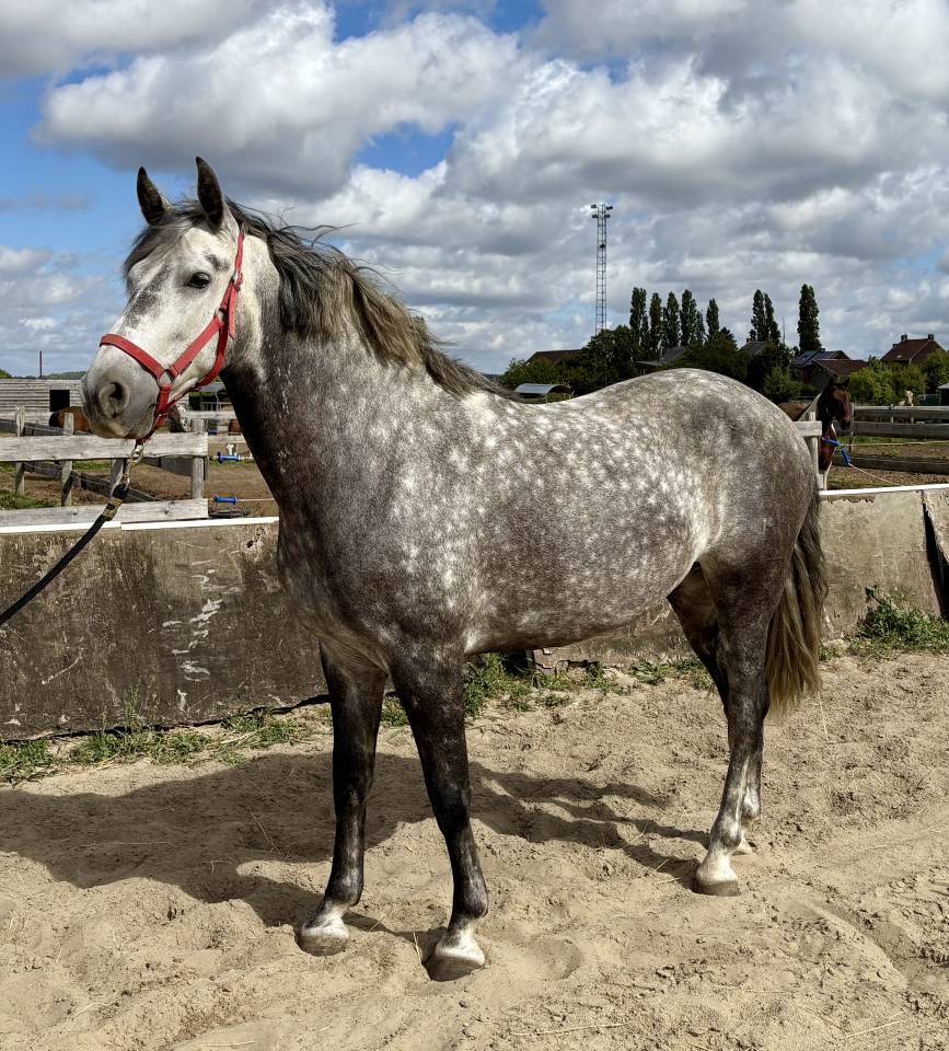 Magnifiques Hongre Pure Race Espagnol PP