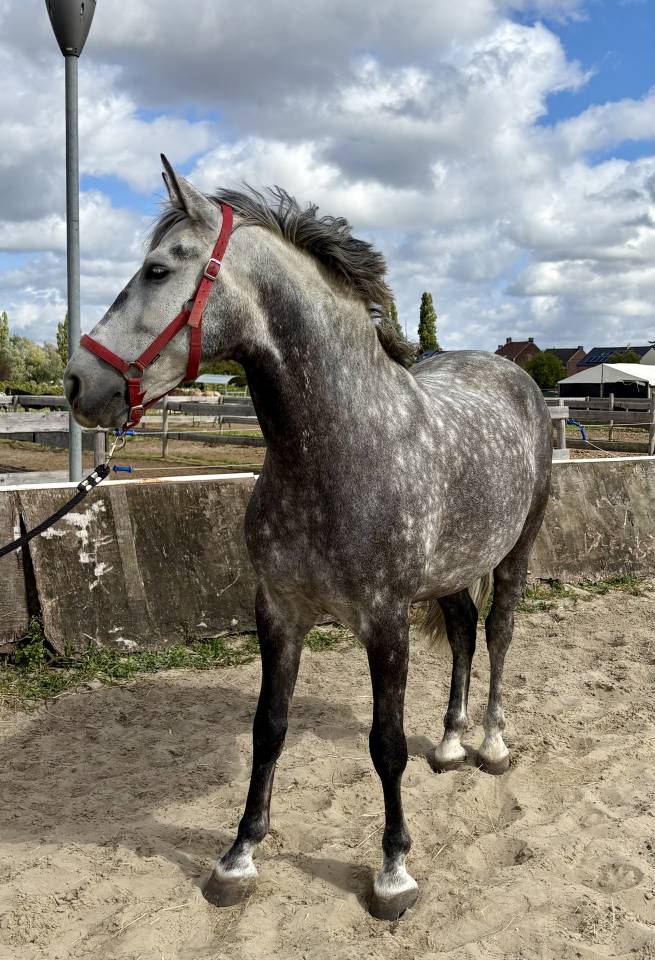 Magnifiques Hongre Pure Race Espagnol PP