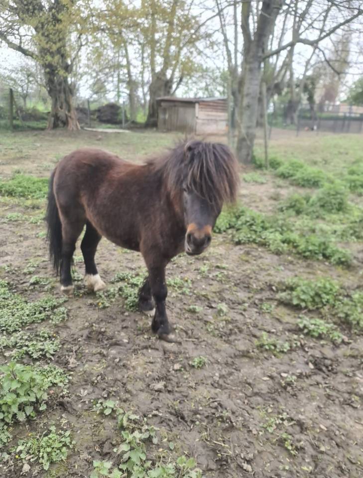 Poneys shetland 