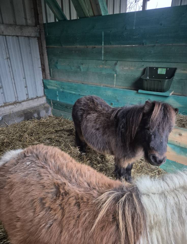 Poneys shetland 