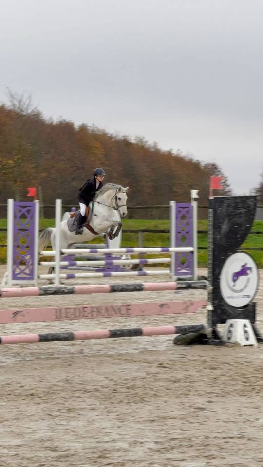 Poney D pour compétition ou loisir