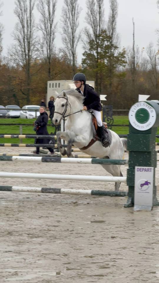 Poney D pour compétition ou loisir