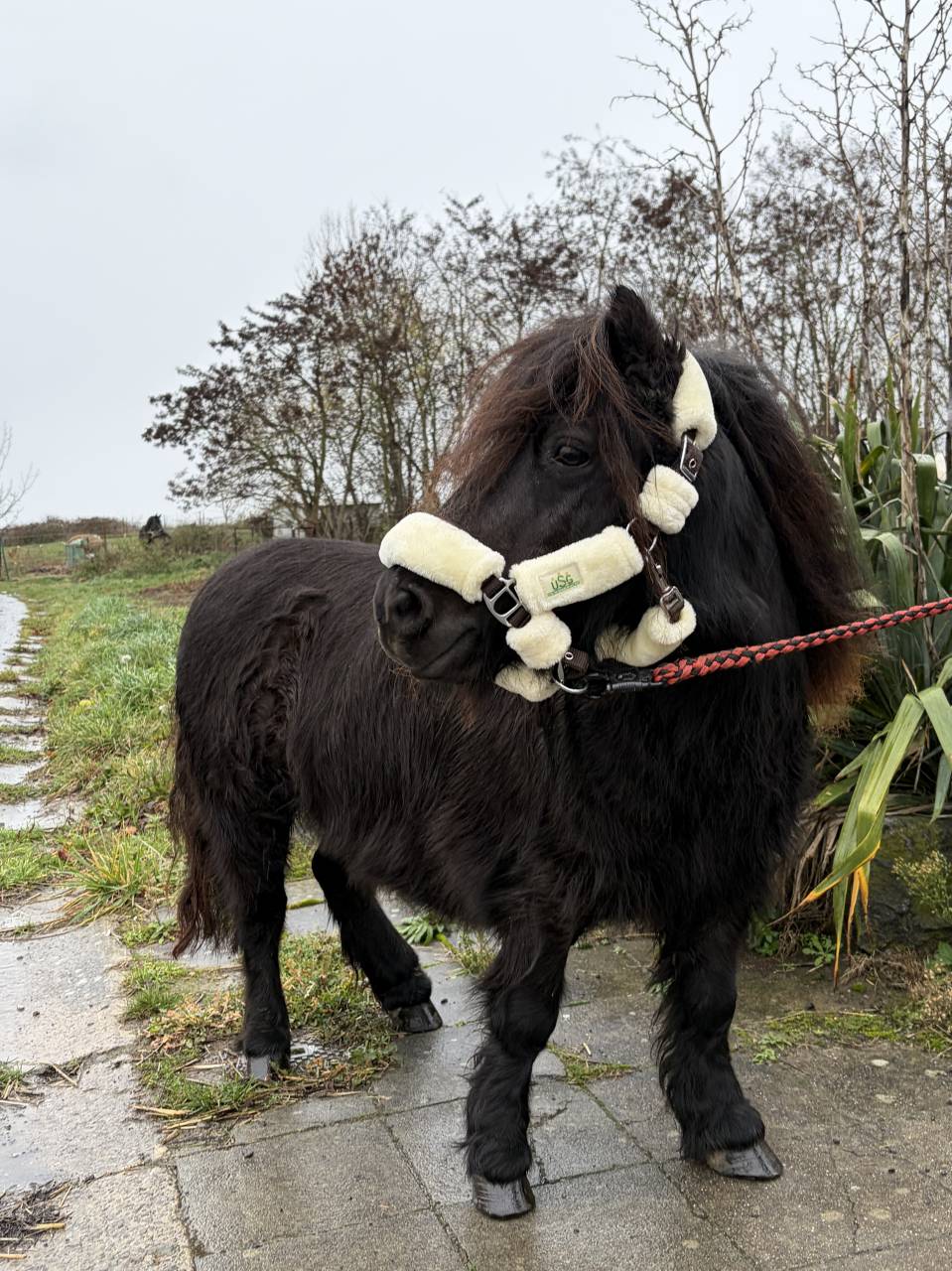 Jument shetland noire 